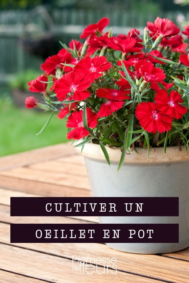 oeillet en pot