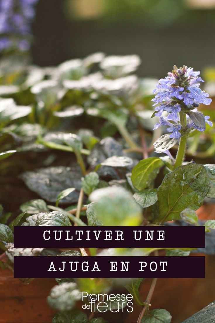 cultiver l'ajuga en pot