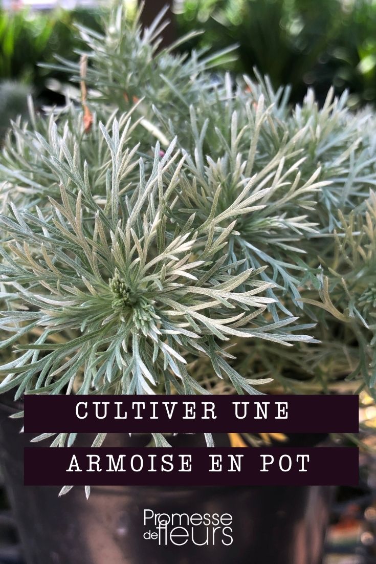 armoise en pot