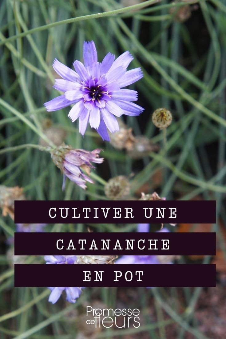 cultiver catananche en pot