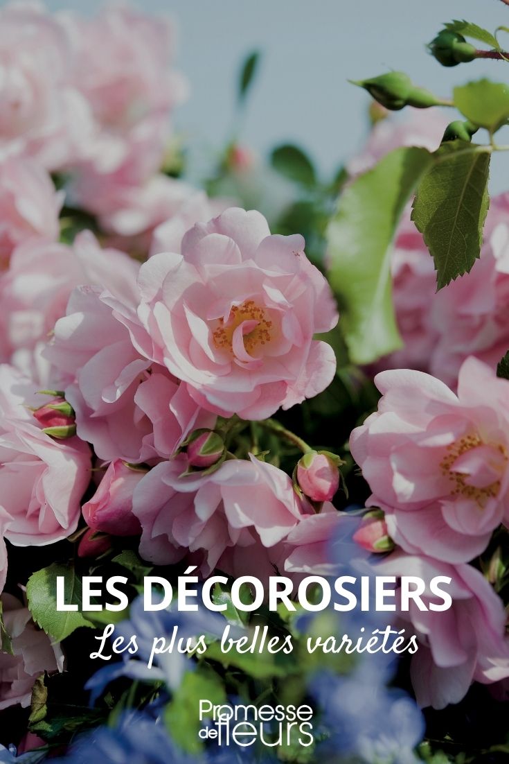 decorosier