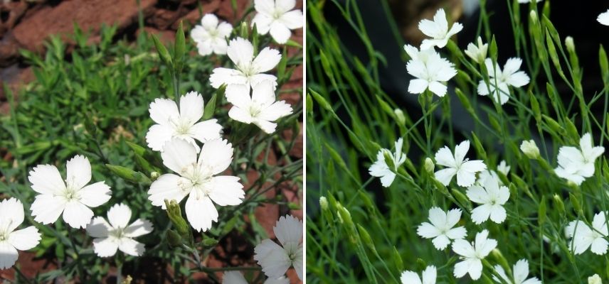 oeillet à delta, oeillets à fleurs blanches, oeillet à fleur simple, oeillet couvre-sol