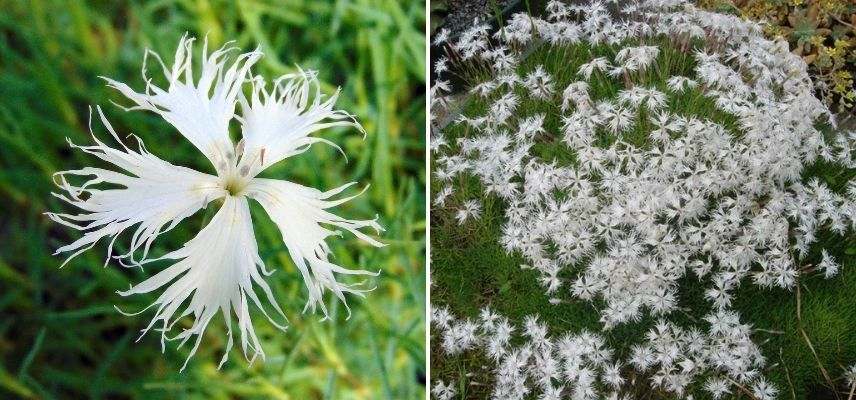 oeillet des sables, oeillet à fleurs blanches, pétales laciniés frangés