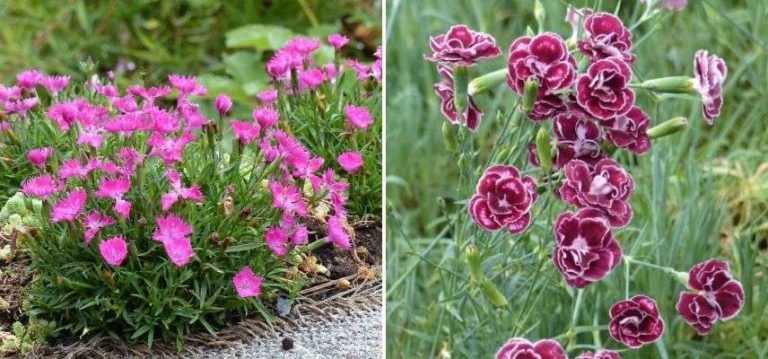 Cultiver un Oeillet en pot : nos conseils - Promesse de Fleurs