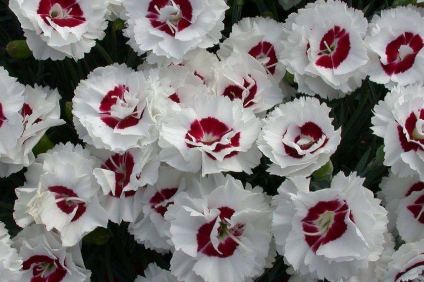 oeillet mignardise, oeillets à fleurs bicolores, oeillets blancs