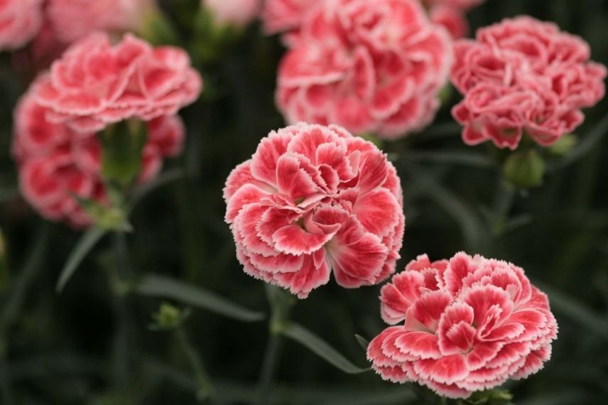 oeillet mignardise, oeillets à cultiver en pot, fleur de couleur corail