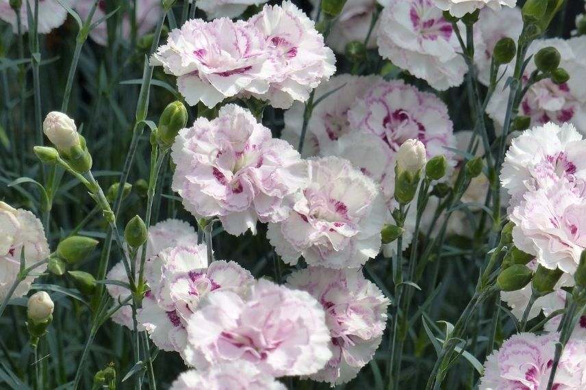 Oeillet (pot diamètre 9cm) - Martine Fleurs