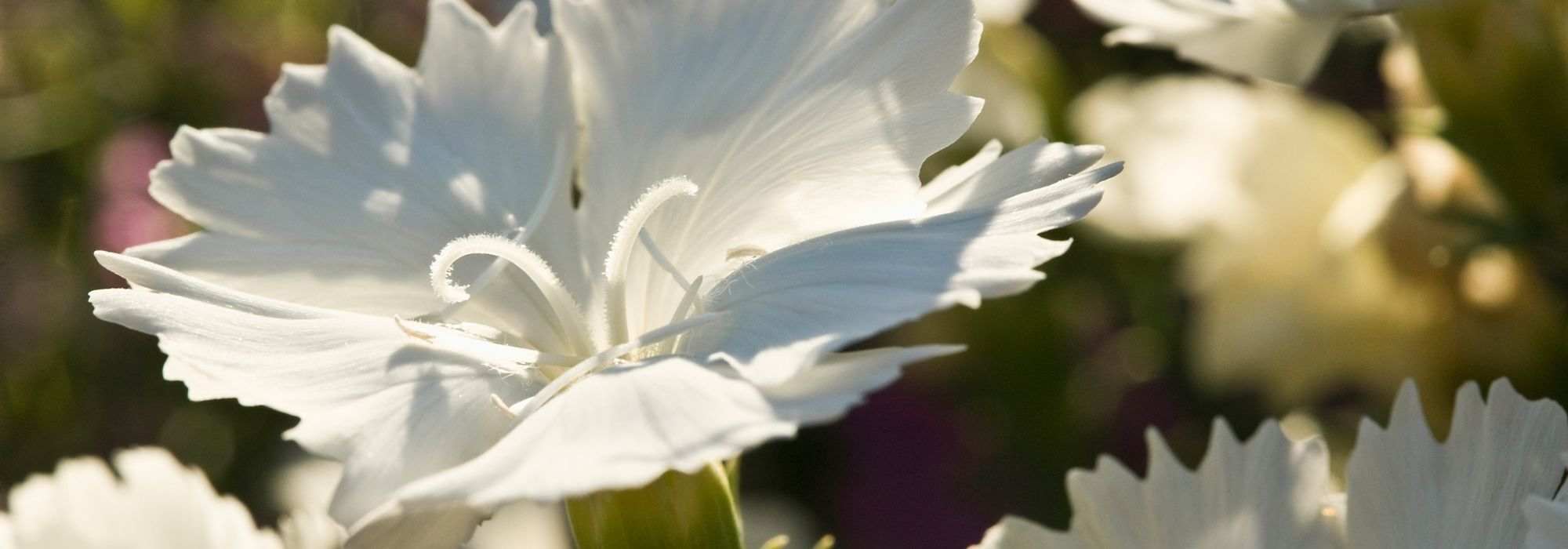 Oeillets Triomphe en mélange - Dianthus caryophyllus triomphe