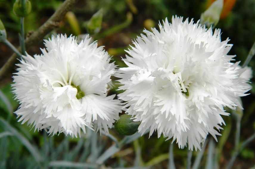 oeillet mignardise, oeillets à fleurs blanches, fleur en pompon ébouriffé