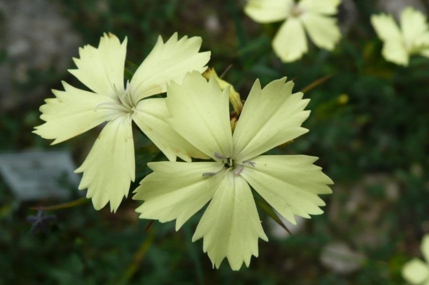 oeillet de knapp pour rocaille sèche, oeillet à fleur jaune