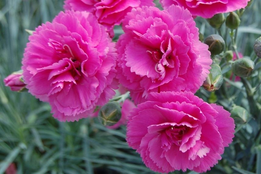 oeillet mignardise, oeillets à fleurs doubles rose vif