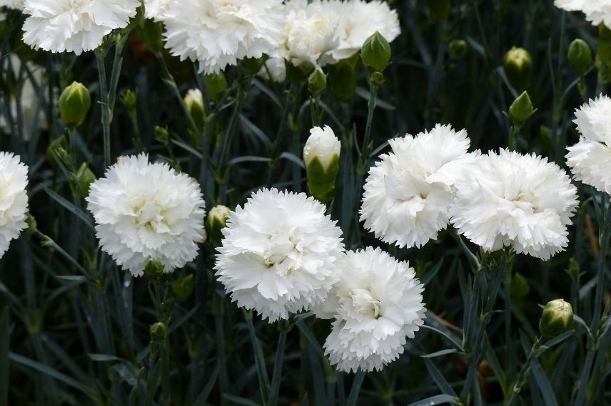 oeillet mignardise, oeillets à fleurs blanches, oeillet blanc