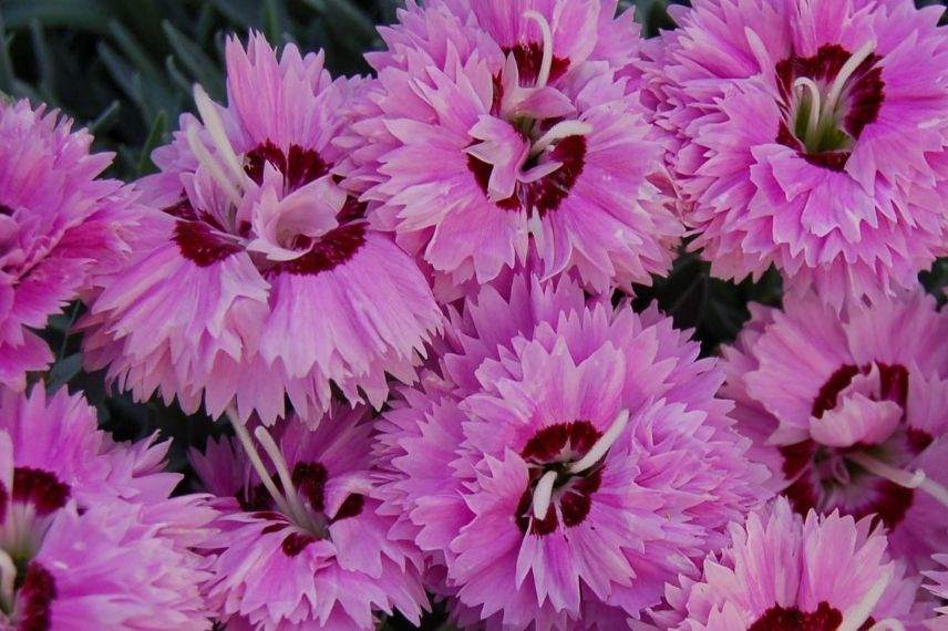 oeillet nain, oeillets à cultiver en pot ou jardinière, fleurs en pompon, fleurs effilées