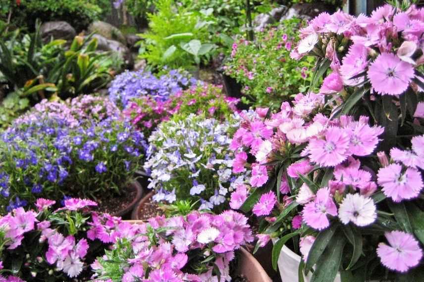 oeillet en pot, variétés d'oeillets pour jardinière, plante cultivée en pot sur un balcon