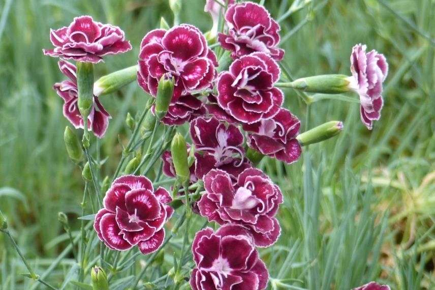 oeillet des Alpes, oeillets à cultiver en pot, fleurs panachées