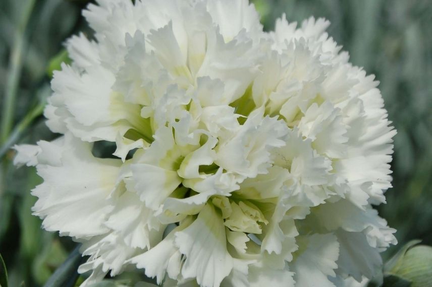 oeillet mignardise, oeillet anglais, fleurs ébouriffées, oeillets pour pot, oeillet très parfumé