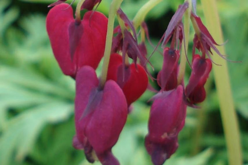 coeur de marie, coeur de jeannette, coeur sanglant, fleur en coeur rouge foncé