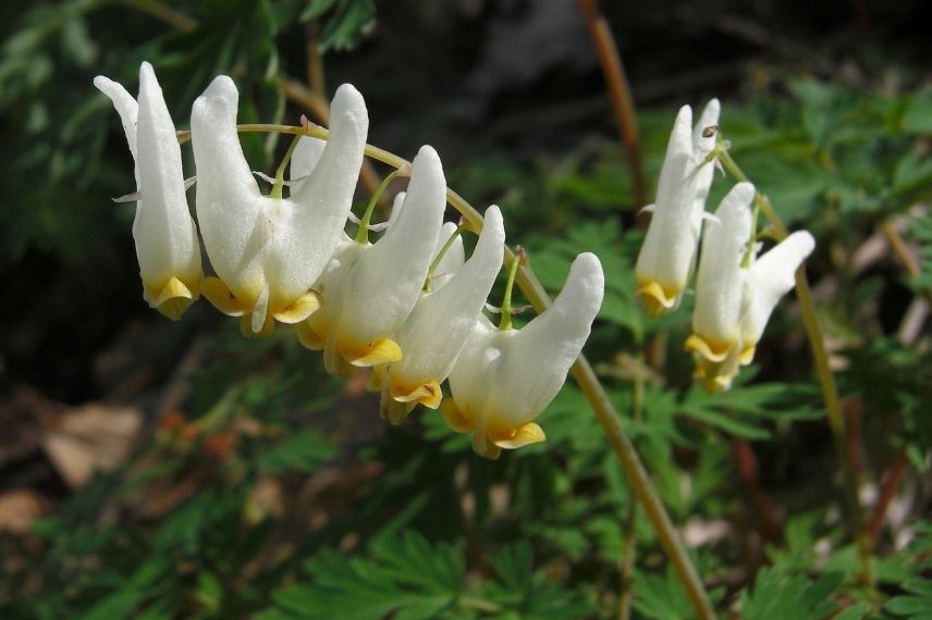 dicentre à capuchon, coeur de marie, culotte de hollandais, fleurs en bonnet d'âne