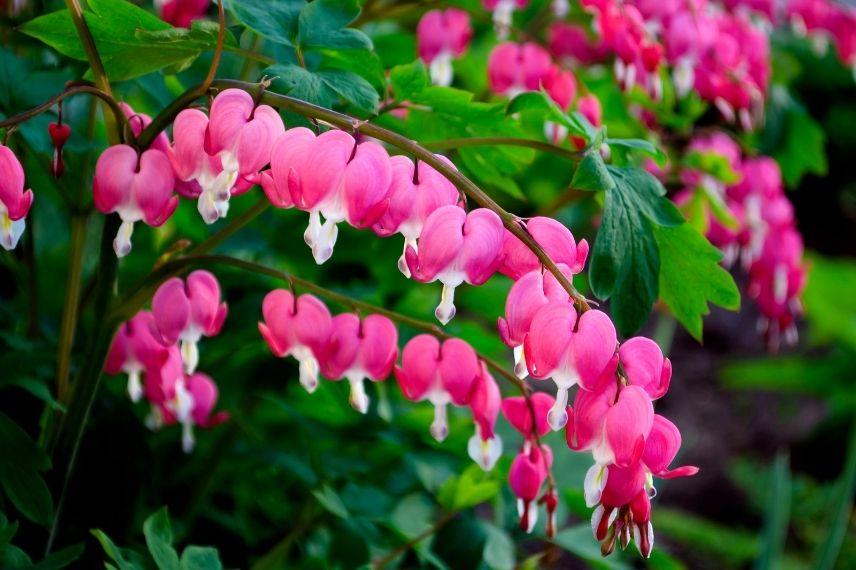 coeur de Marie, coeur de Jeannette, floraison, fleurs, rose