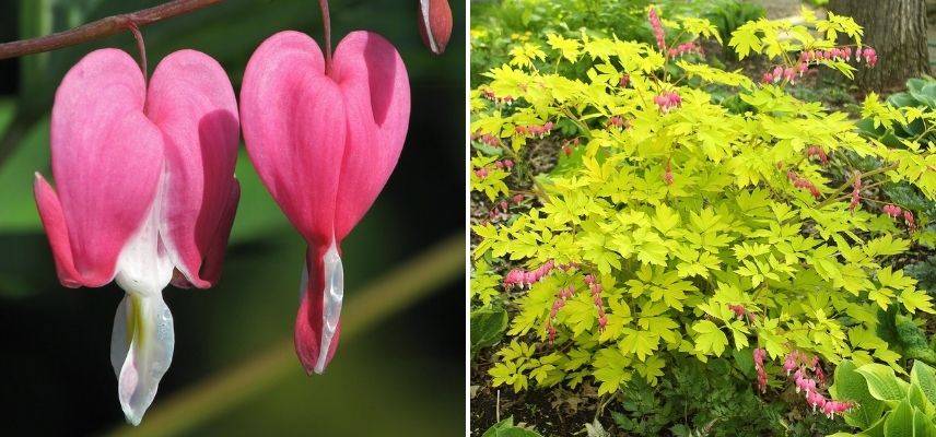 coeur de marie, coeur de jeannette, coeur sanglant, vivace au feuillage doré