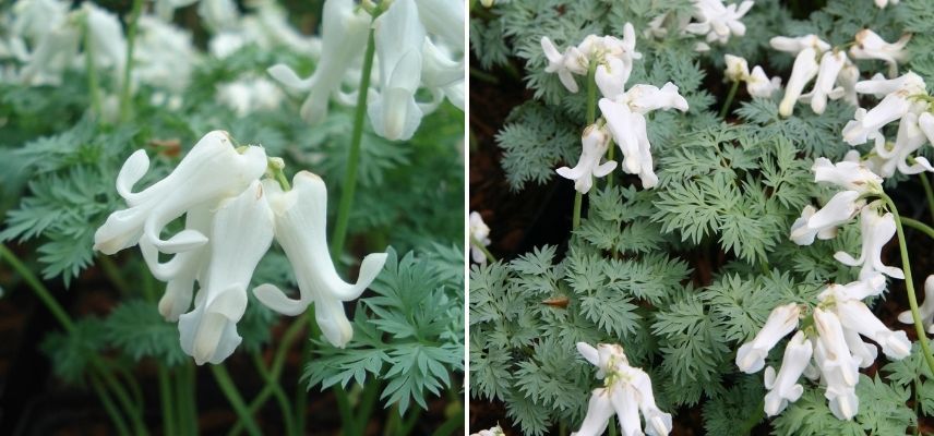 coeur de marie, coeur de jeannette, coeur sanglant, fleur en coeur blanche