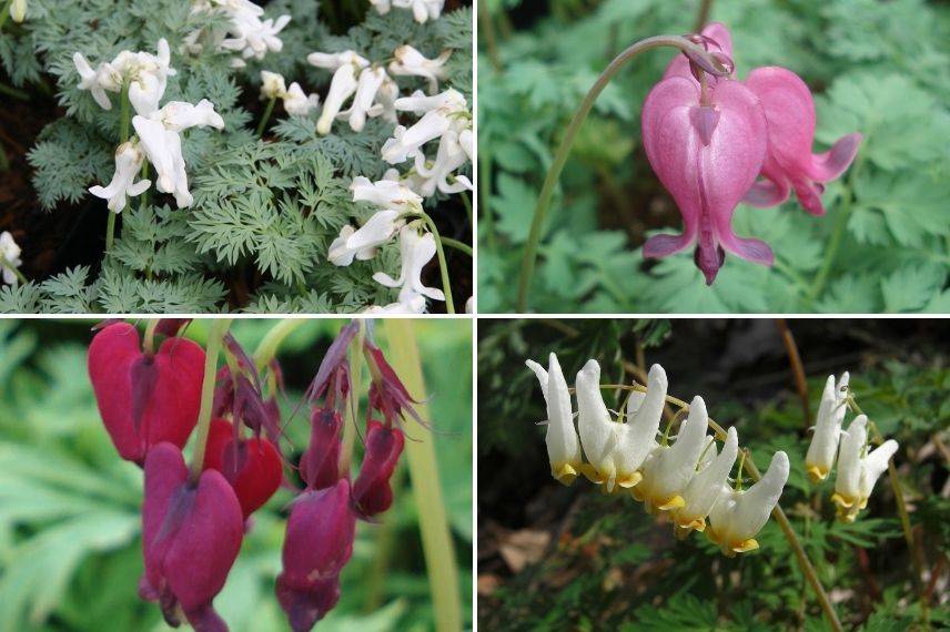 variété coeur de Marie en pot, coeur de Jeannette en pot, coeur sanglant en pot