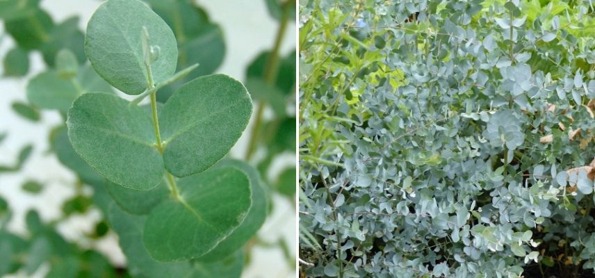 Gommier cidre, eucalyptus persistant croissance rapide, arbre feuillage vert grisâtre bleuté