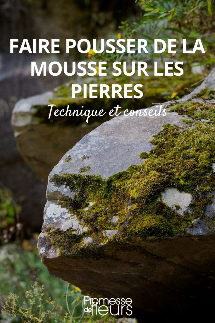 Jardin Vue Et Vert De Mousse Sur Un Mur Blanc Dans Un Intérieur à