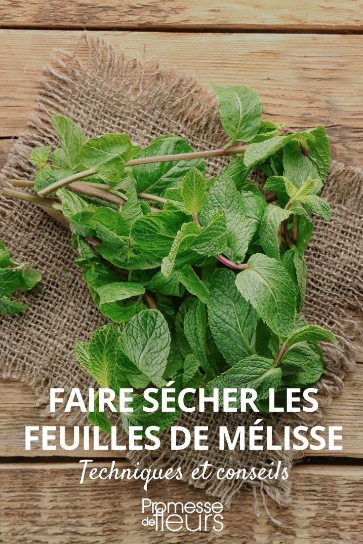 séchage des feuilles de mélisse