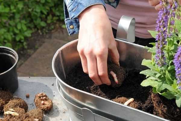 Comment faire une jardinière de Bégonias ?