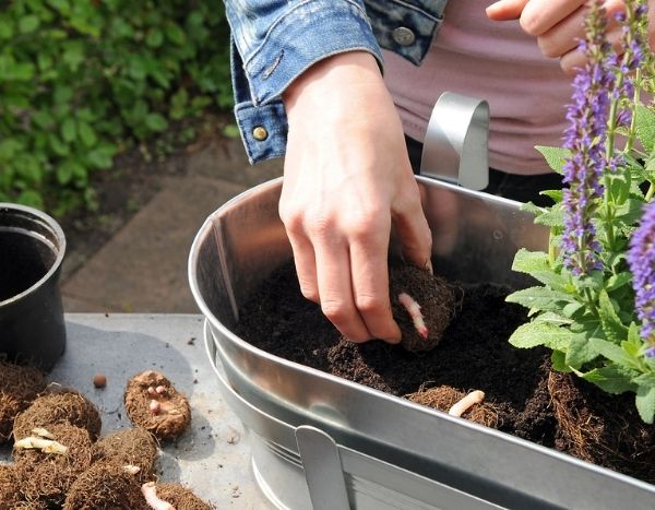 Comment faire une jardinière de Bégonias ?