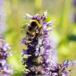 Des fleurs pour attirer les abeilles