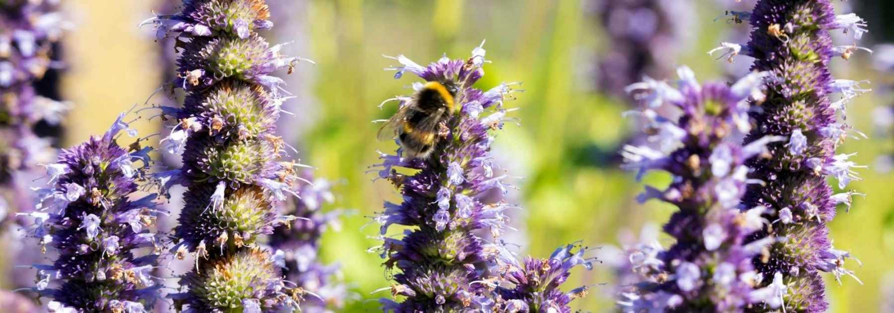 Des fleurs pour attirer les abeilles