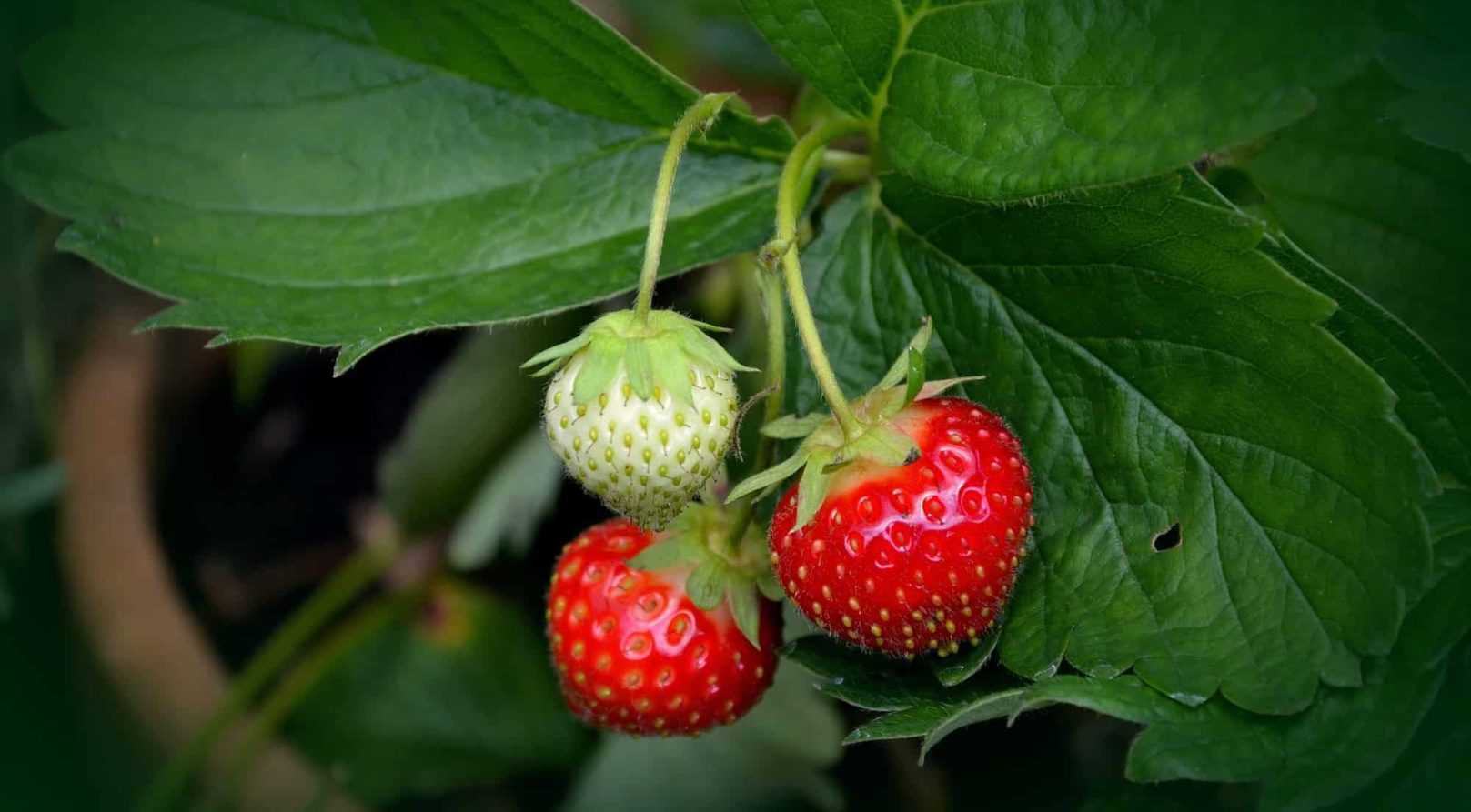 Maladies et ravageurs du fraisier