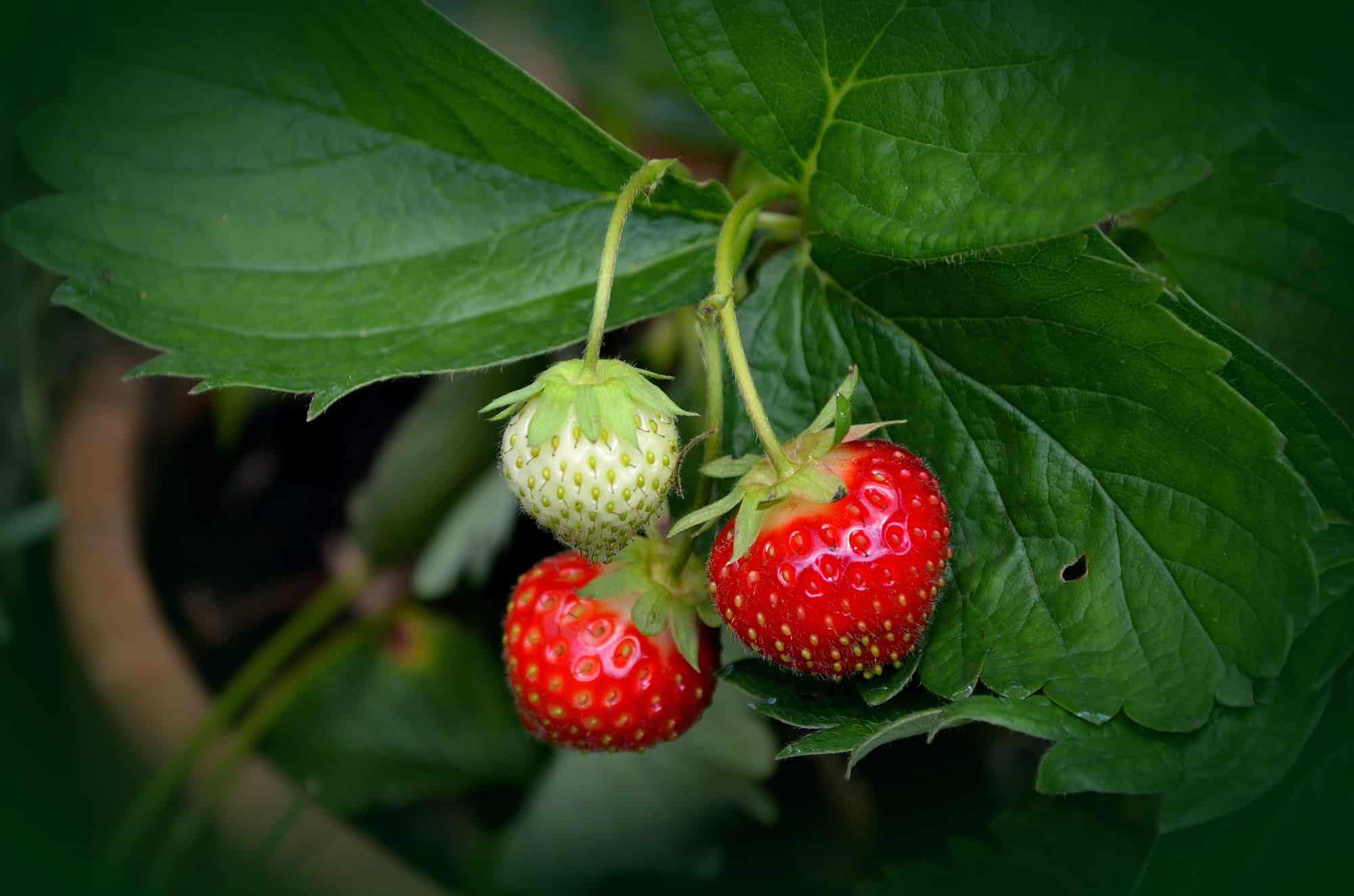 Maladies et ravageurs du fraisier