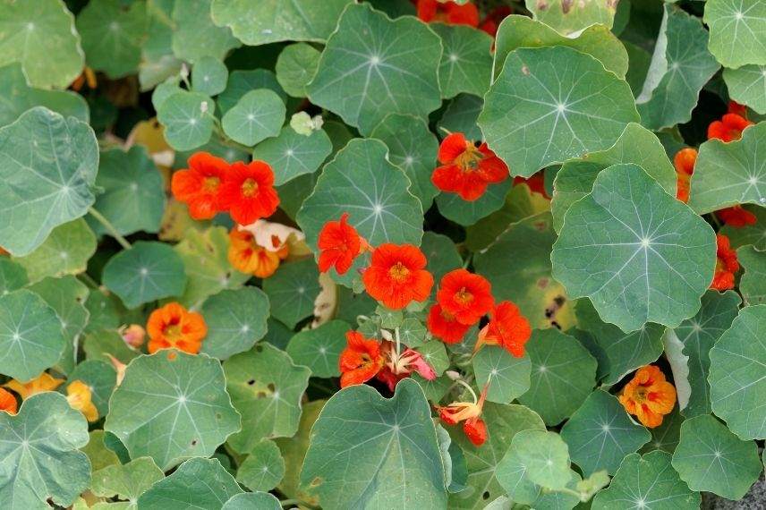 capucine, plantes grimpantes increvables, plante robuste pour débutant