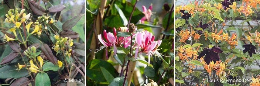 chèvrefeuille, plantes grimpantes increvables, plante robuste pour débutant