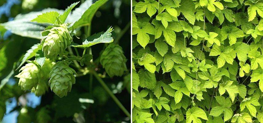 plantes grimpantes increvables, houblon, plante robuste pour débutant