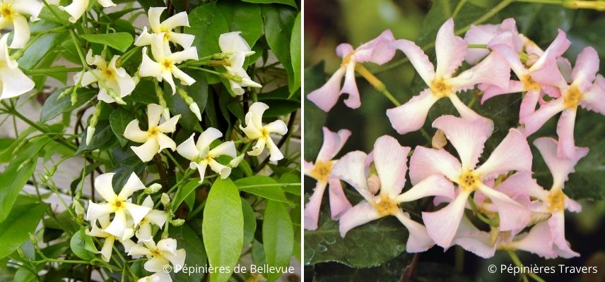 jasmin étoilé, plantes grimpantes increvables, plante robuste pour débutant