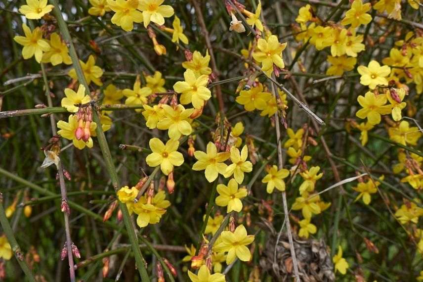 jasmin d'hiver, plantes grimpantes increvables, plante robuste pour débutant