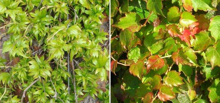 vignes vierges, plantes grimpantes increvables, plante robuste pour débutant