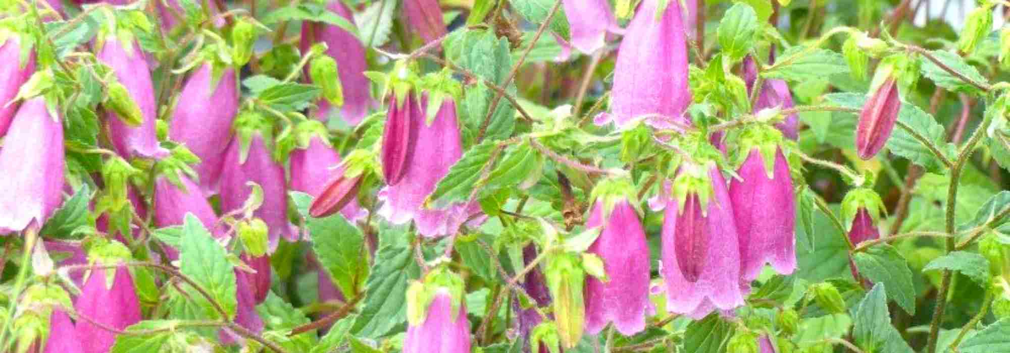 Campanules à fleurs en clochettes