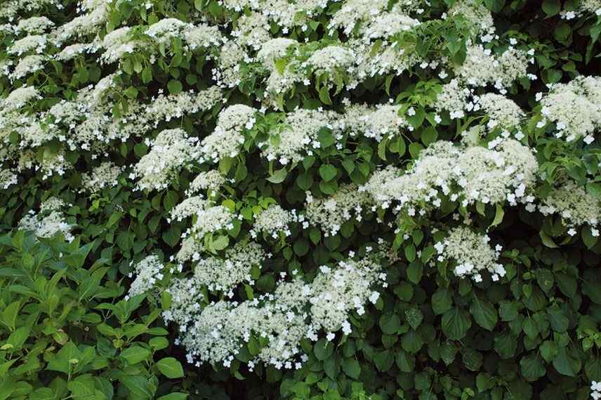 Hortensia grimpant très rustique