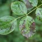 Au secours : des taches sur mes rosiers !