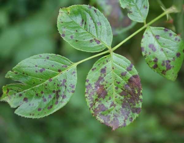 Au secours : des taches sur mes rosiers !