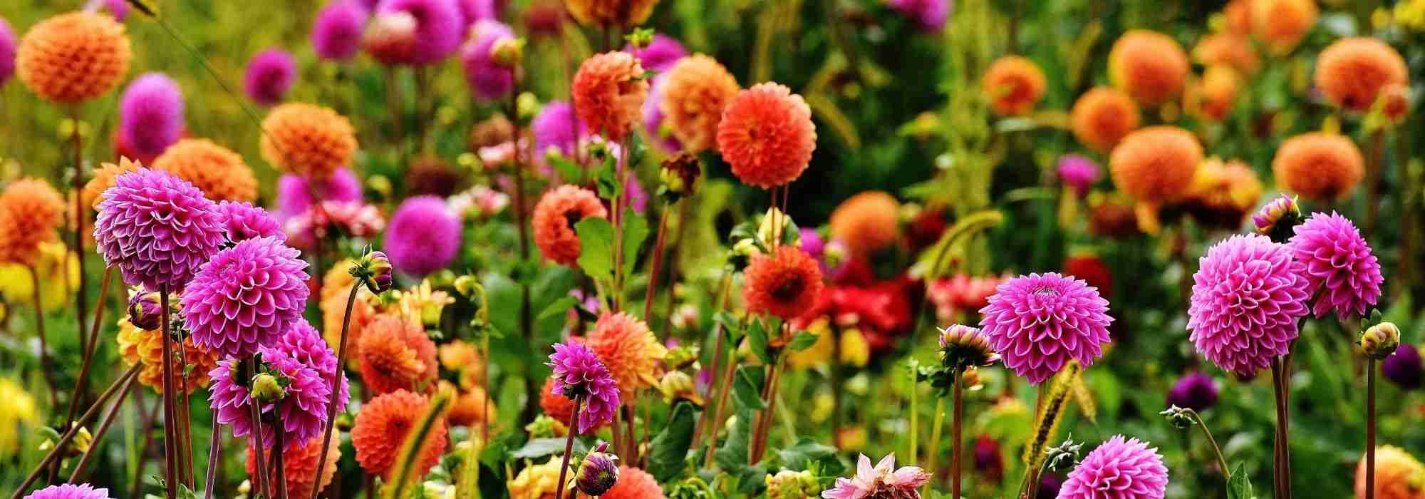 Créez votre jardin bucolique