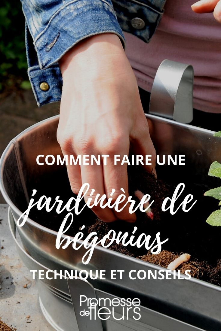 faire une jardinière de begonia