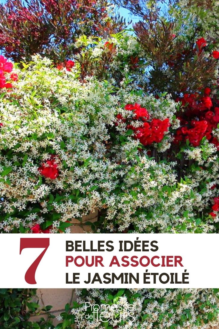 Jasmin étoilé ou trachelospermum : 7 idées pour l'associer