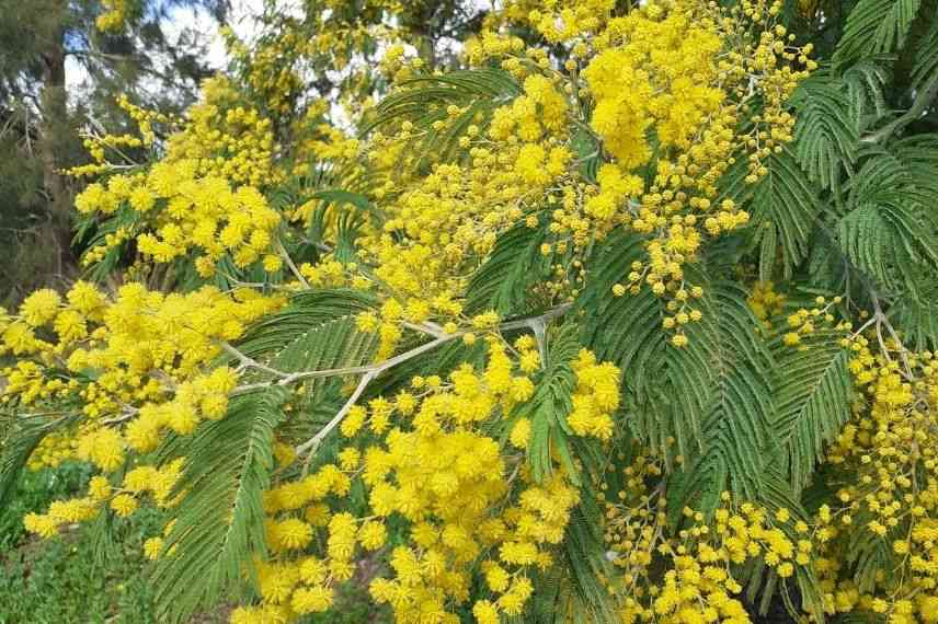 acacia persistant, mimosa persistant croissance rapide