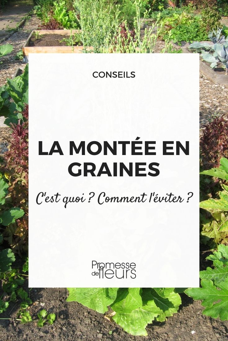 Fonte des semis, comment l'éviter ? Astuces et traitements naturels